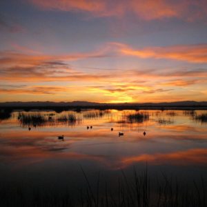 Lonesome Mallard Sunrise